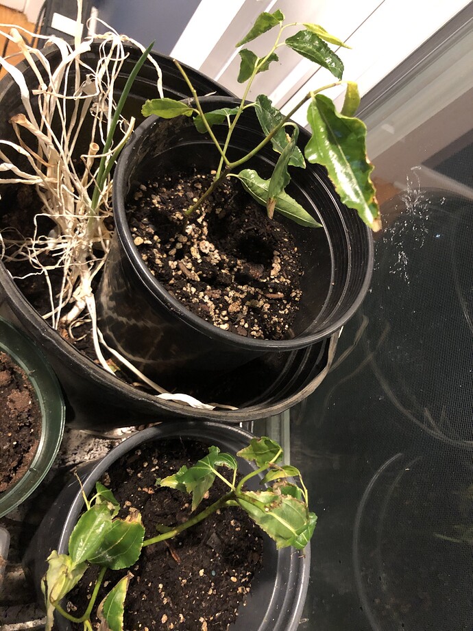 Jujube_rooted_hj_11-21-2021