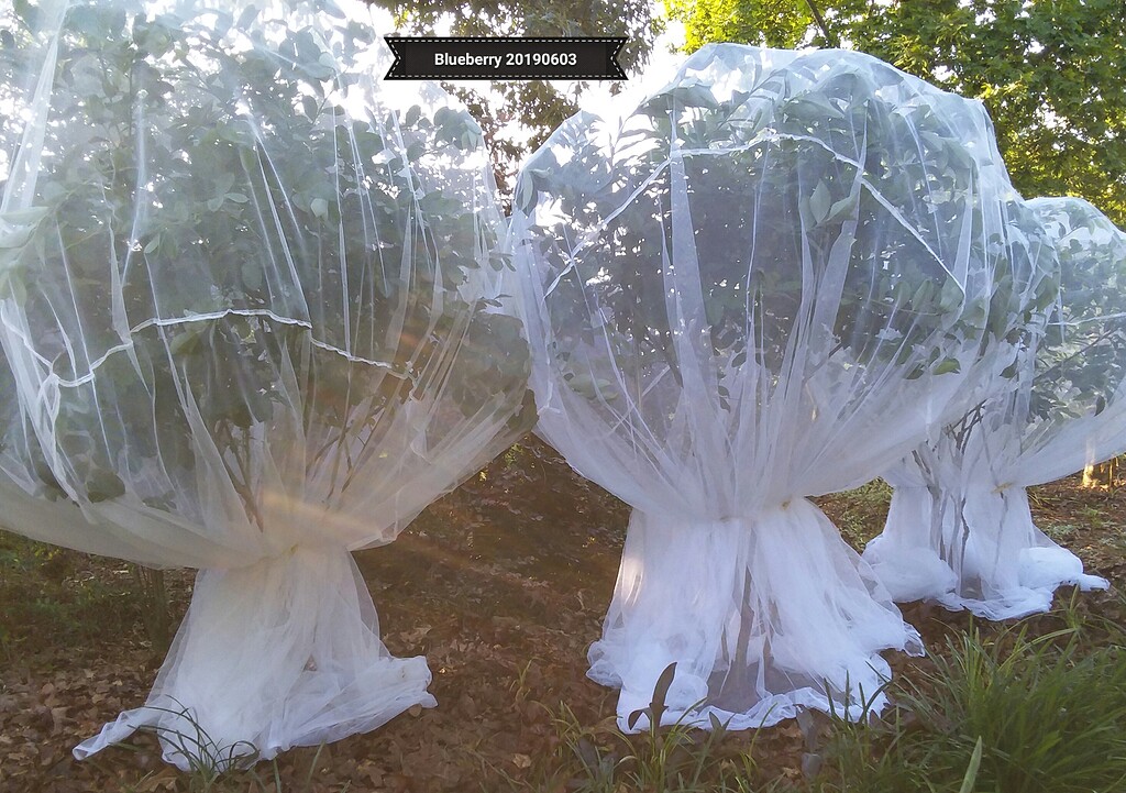 tobacco netting for blueberry bushes DIY Cover with PVC Pipe and  Spruce & Fjell The net bags are made of an ultra Bird barriers for my blues