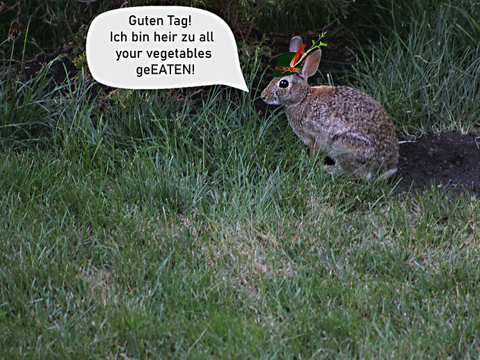 Herr_Rabbit