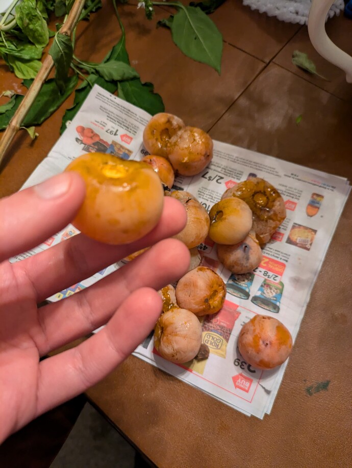 PXL_20240925_224830345.MP