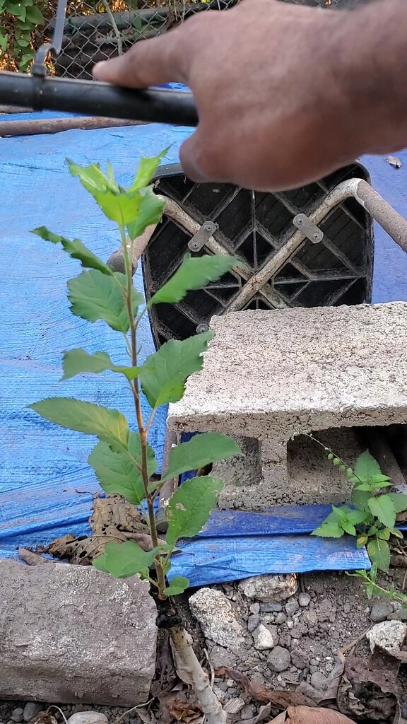 Grafting Apples Trees in Jamaica General Fruit Growing Growing Fruit