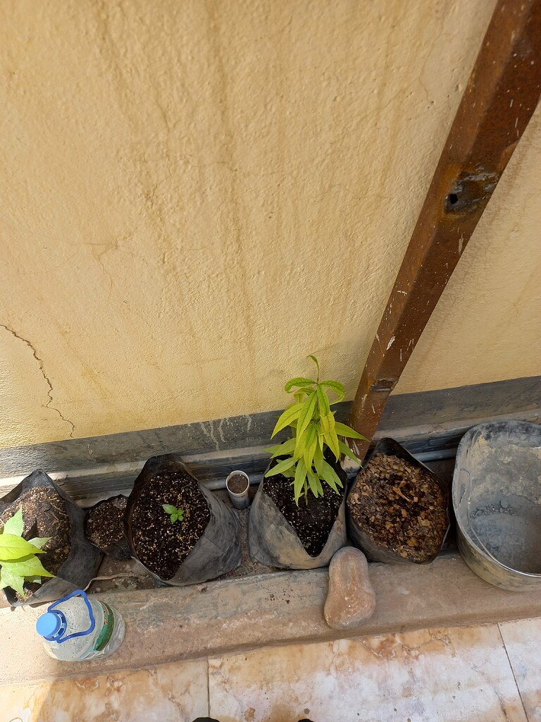 Can Asian pears grow is semidesert climates? General Fruit Growing