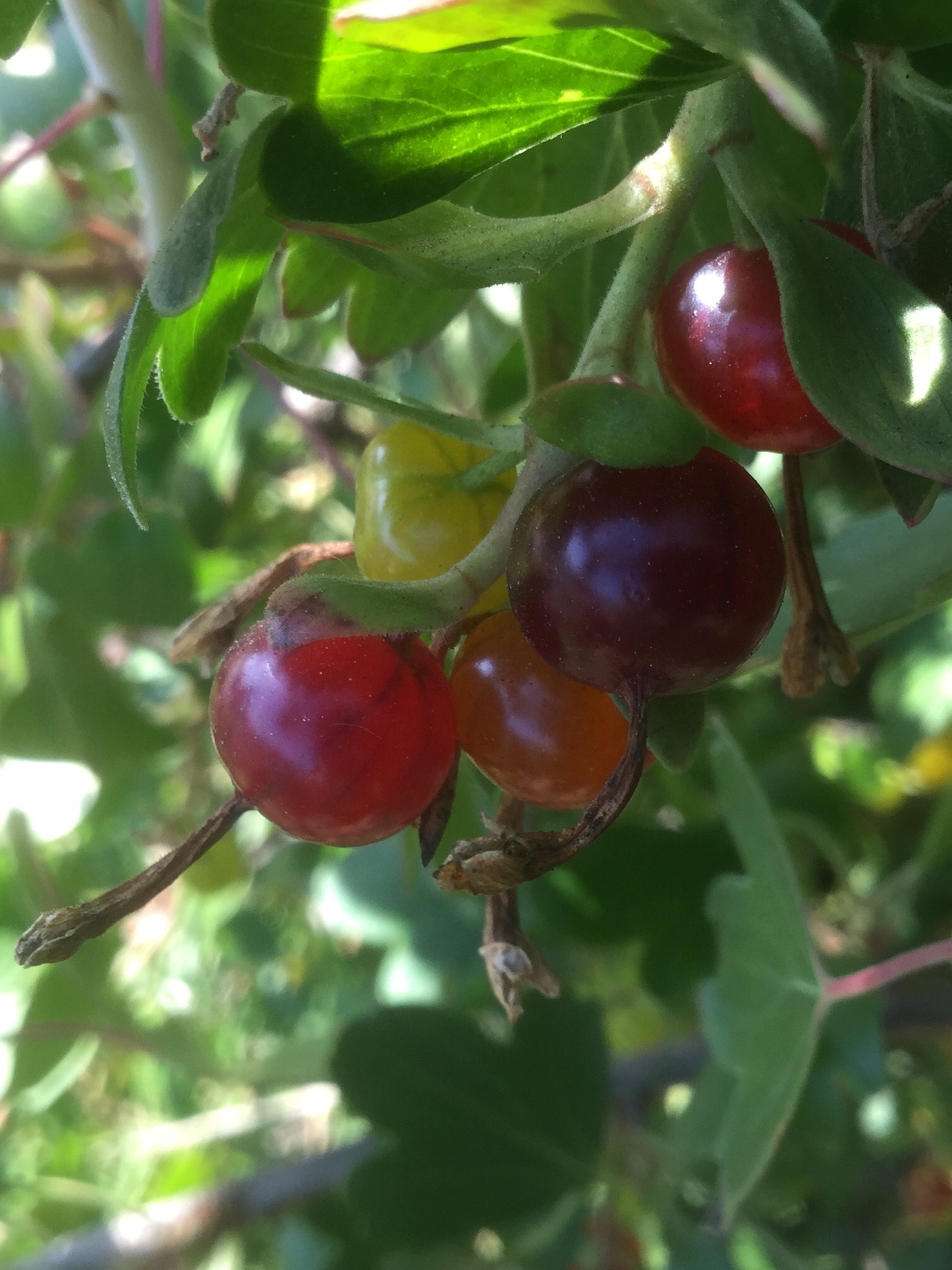Clove currants great smelling blooms & delicious fruit! General
