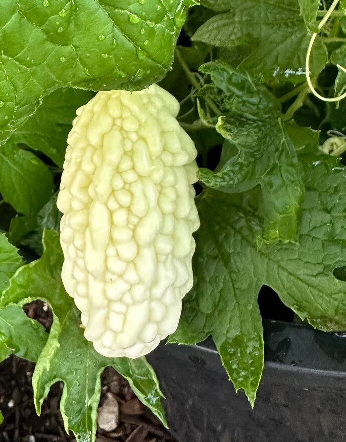 What unusual vegetables should I grow that I've never heard of? - Page ...