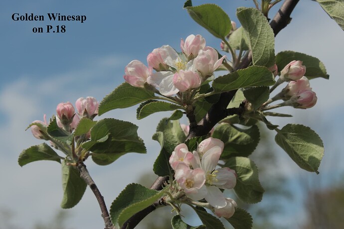 Golden Winesap