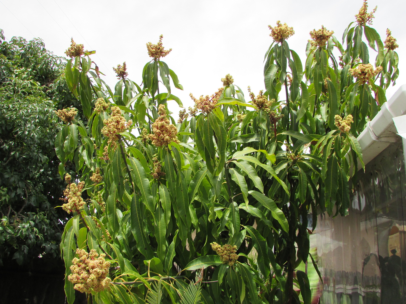 Ataulfo Mango in Northern California General Fruit Growing Growing Fruit