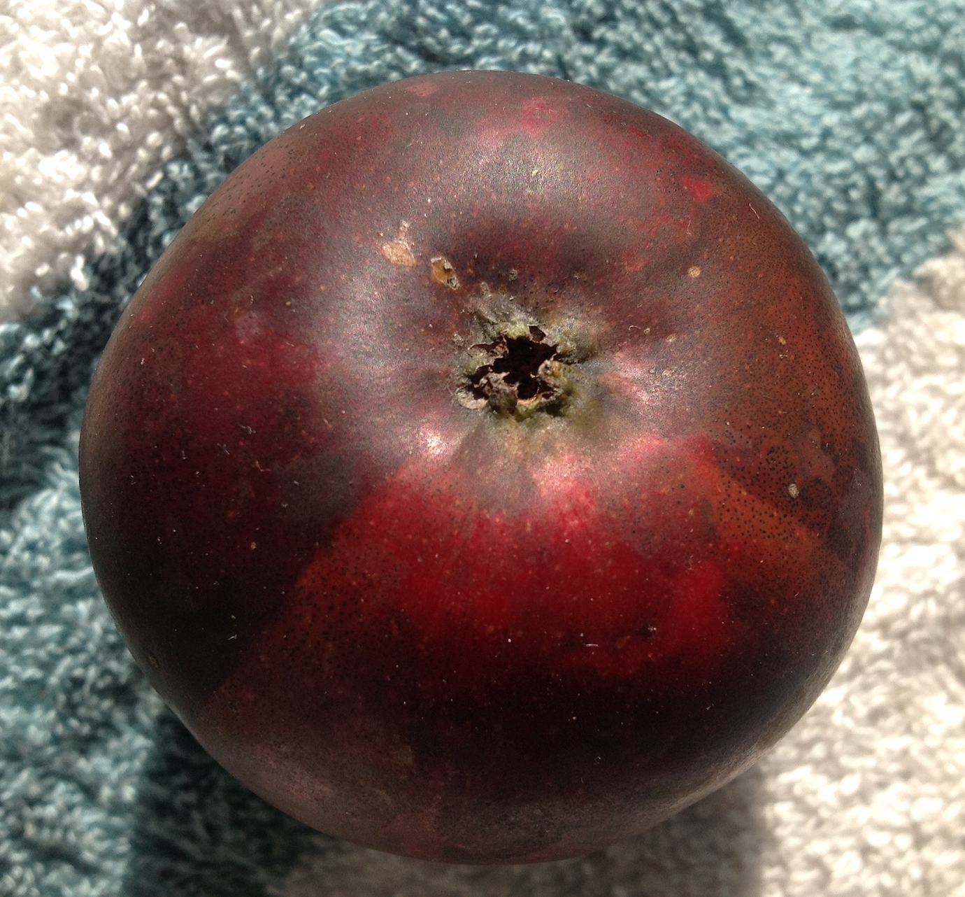 Arkansas Black Apple General Fruit Growing Growing Fruit