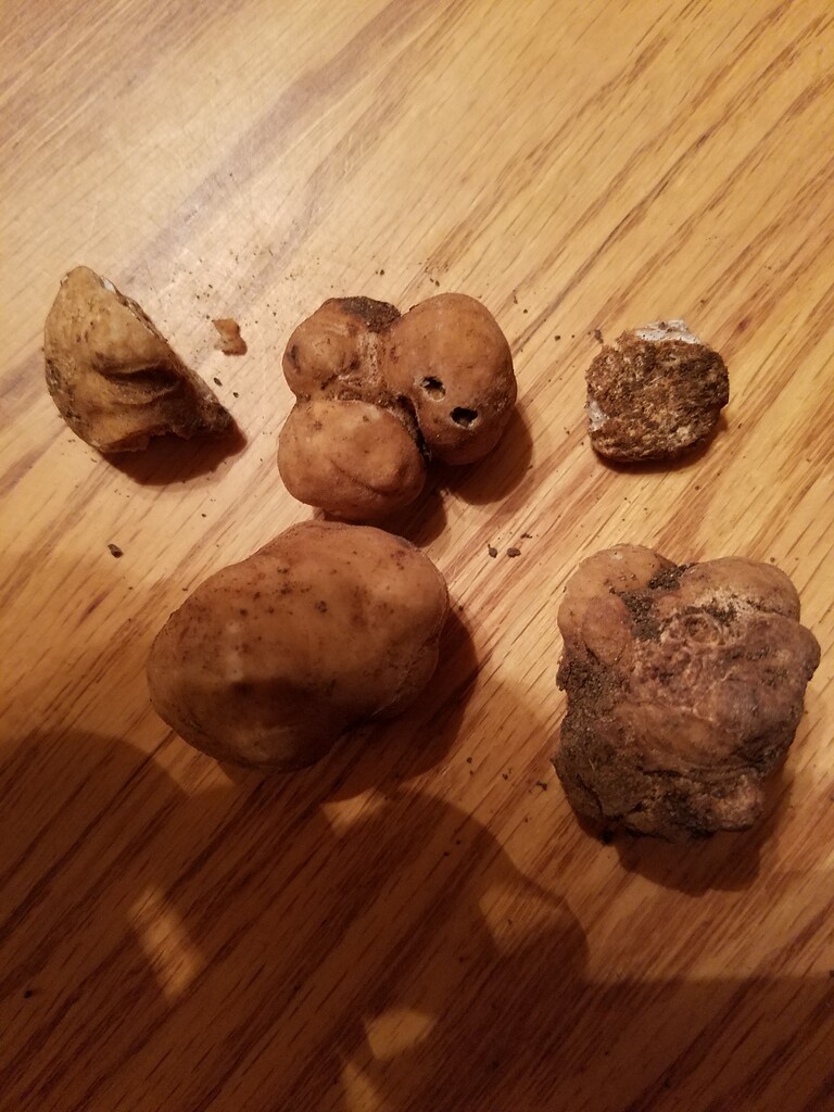 Truffles? General Gardening Growing Fruit