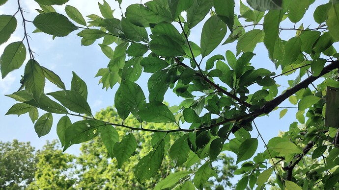 IMG_20250519_164120786_HDR