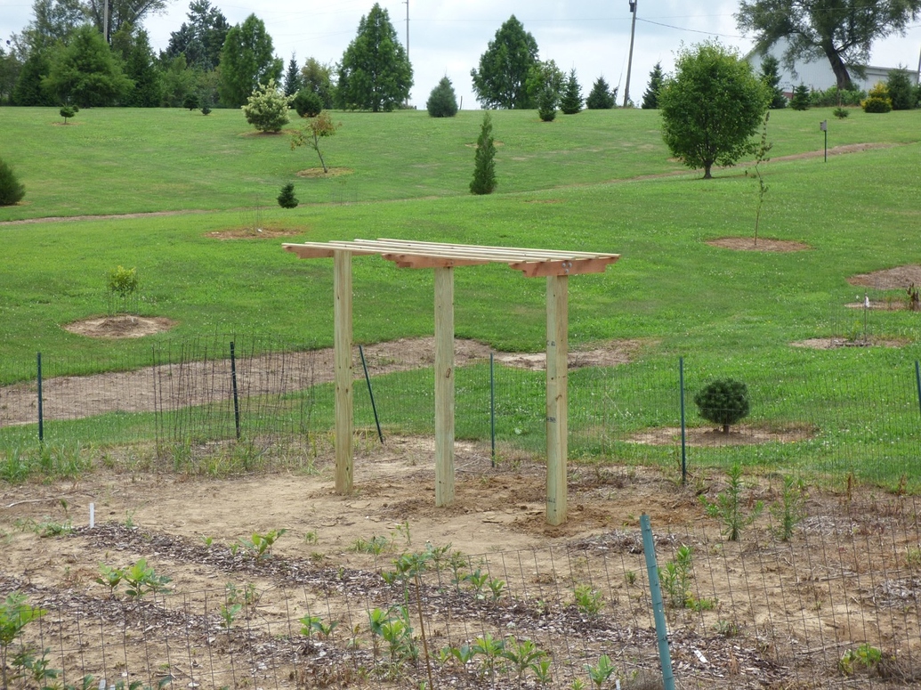 Built a Kiwi Trellis for 'Issai' General Fruit Growing Growing Fruit