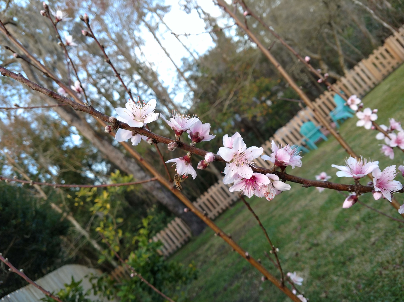 Tropic Snow peach in Florida General Fruit Growing Growing Fruit