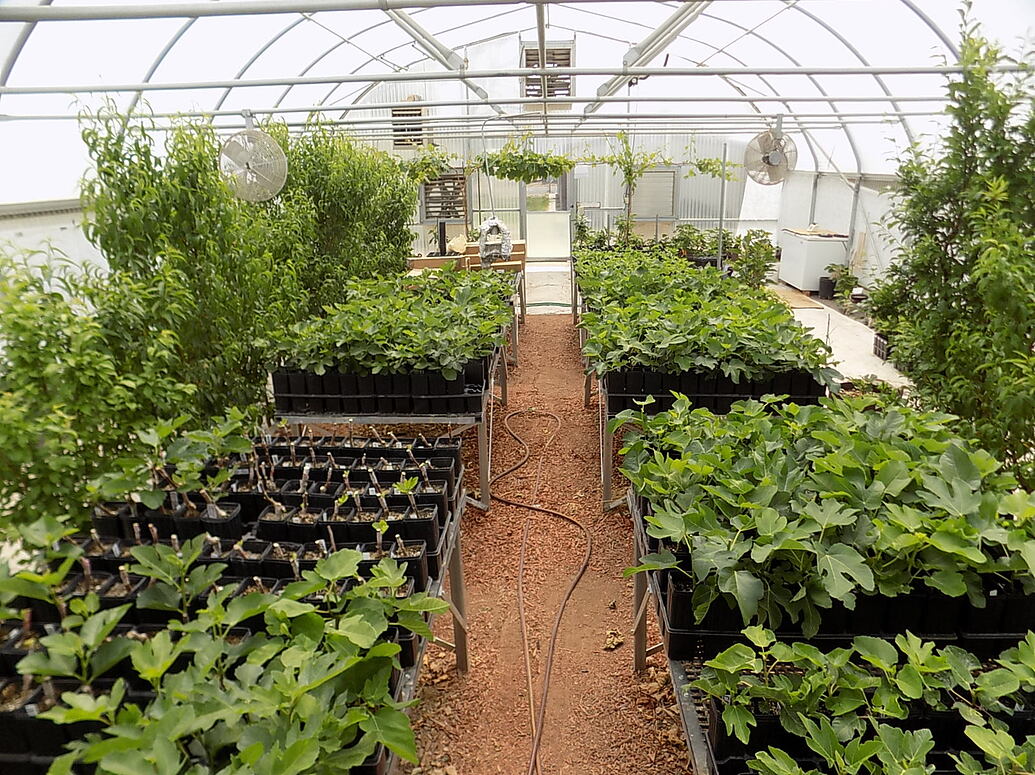 Why a greenhouse might be good for growing fruit..! General Fruit