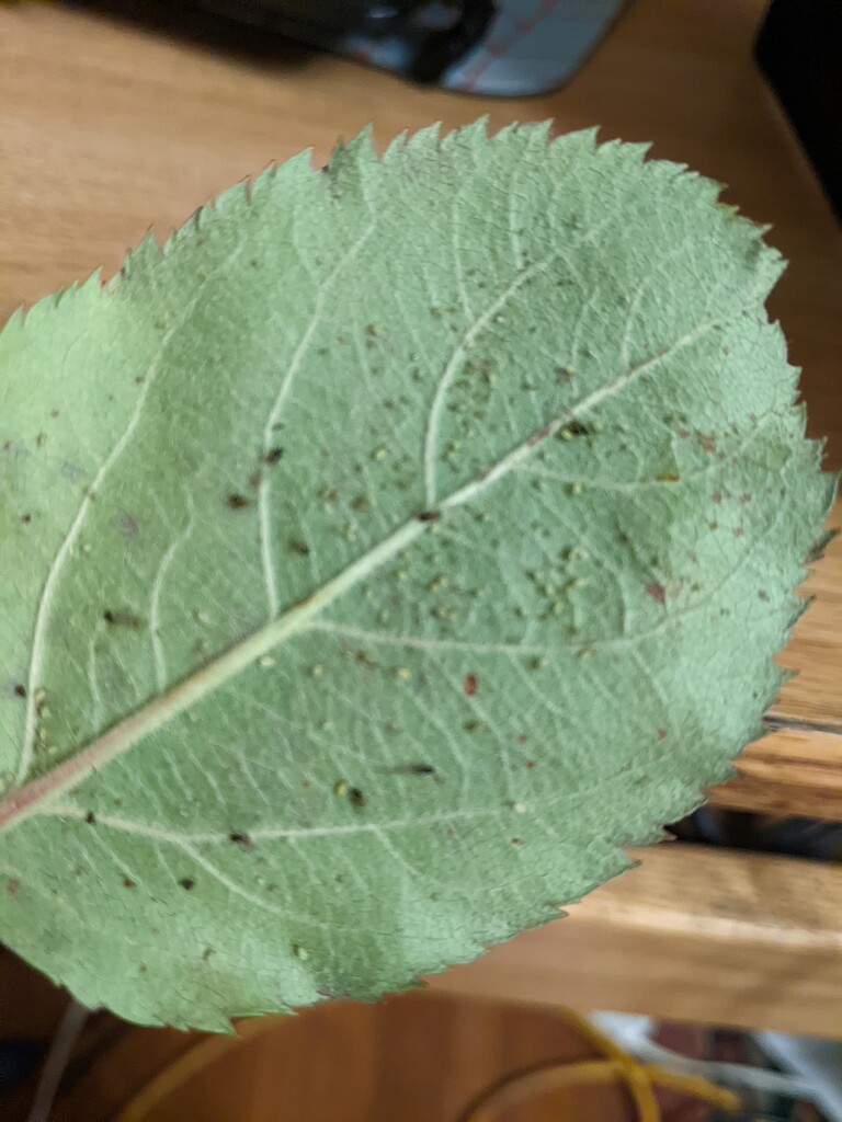 Can you identify this insect? - General Fruit Growing - Growing Fruit