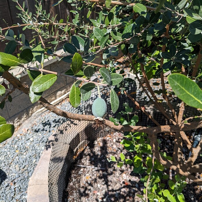 Nikita Pineapple Guava General Fruit Growing Growing Fruit