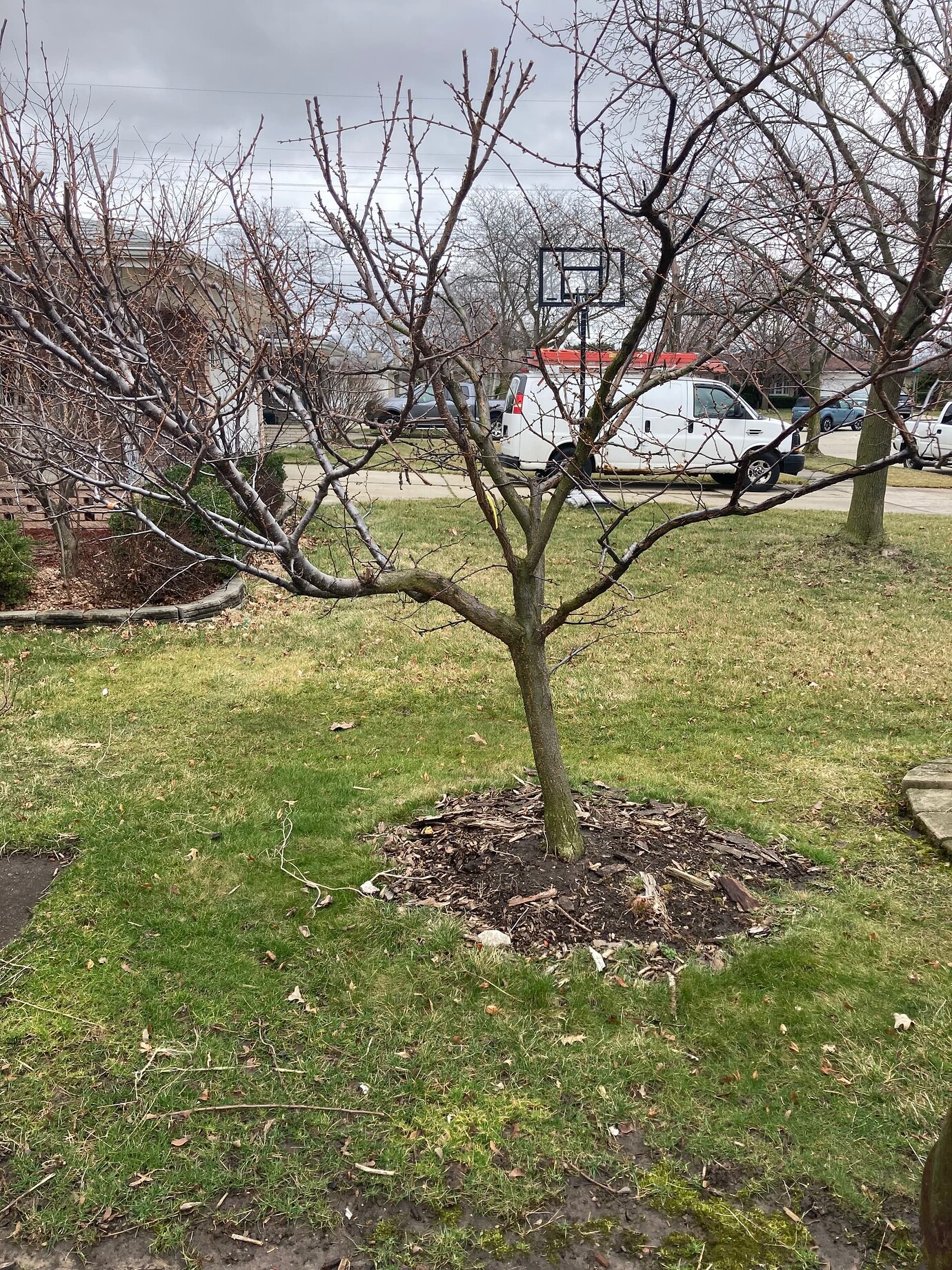 Using Dave Wilson techniques to keep trees small Pictures! Growing