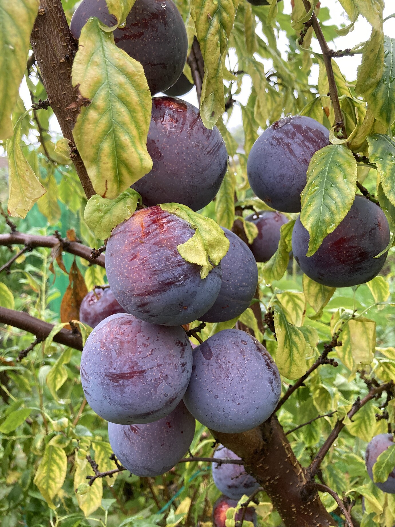 Spice Zee Nectaplum early flowering in 6b? Page 2 General Fruit