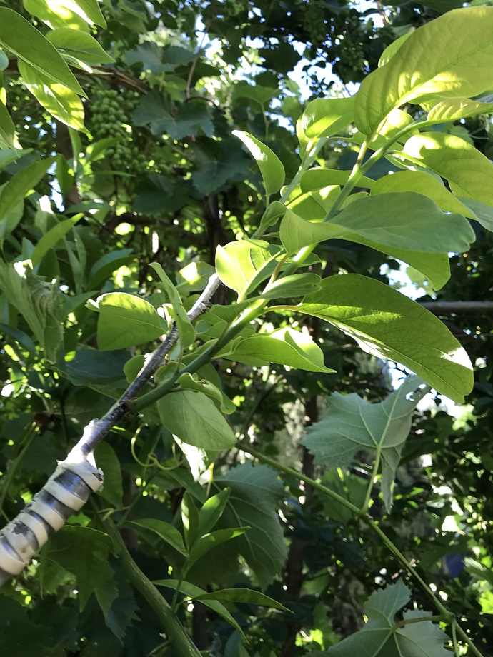 CF293CAC-F6AB-463F-A4FA-1E48CEAB84BF