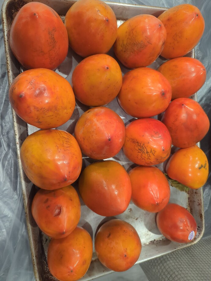 17294686583993251259676300668043