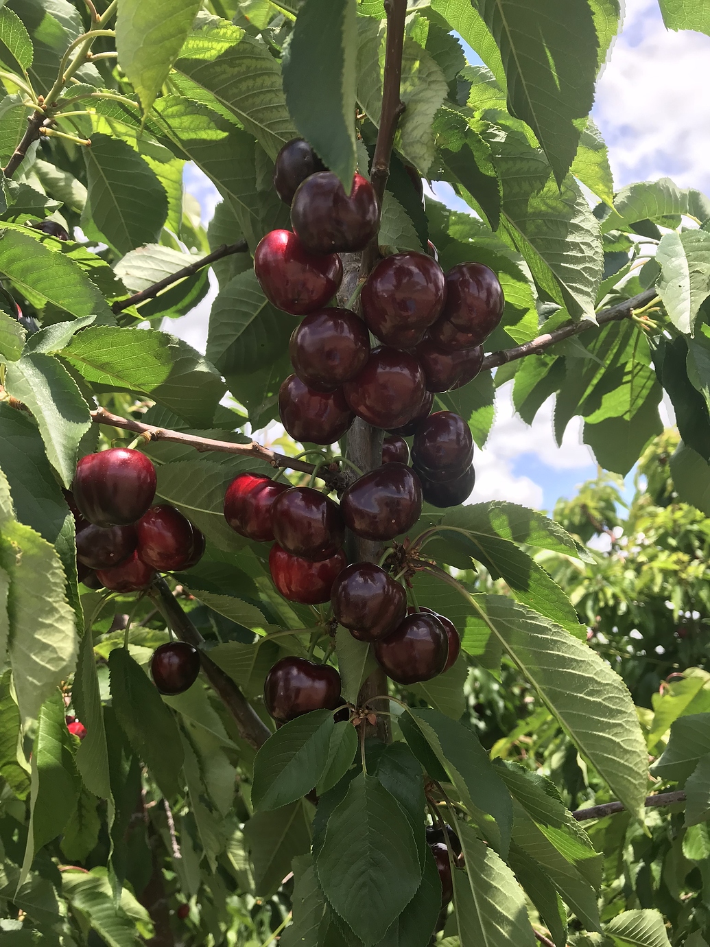 Ranking of varieties of cherries, only "high quality" varieties
