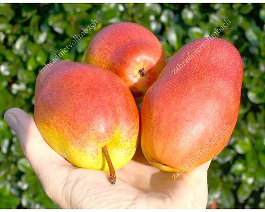 kitaiski-lichtarik-hruska-1000x800