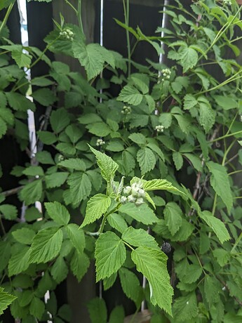PXL_20240516_204955846