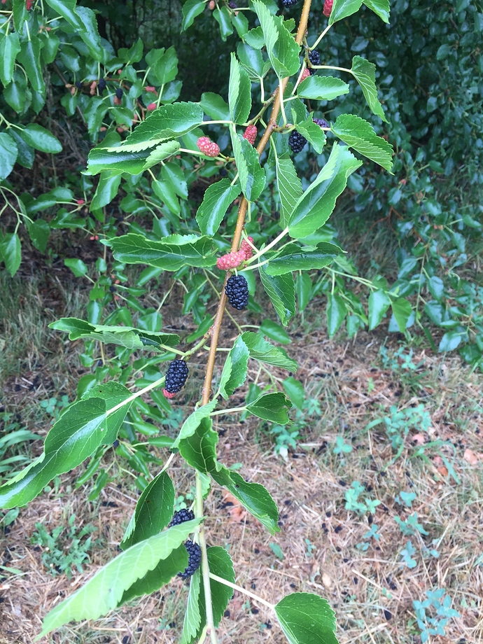 3E794155-B870-4AF8-B3D9-C5B86BF7FD15