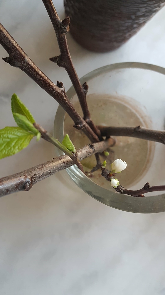 Growing plum from cuttings General Fruit Growing Growing Fruit