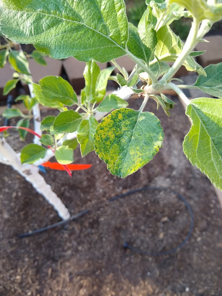 Apple tree discolored leaves in Northern Nevada General Fruit Growing