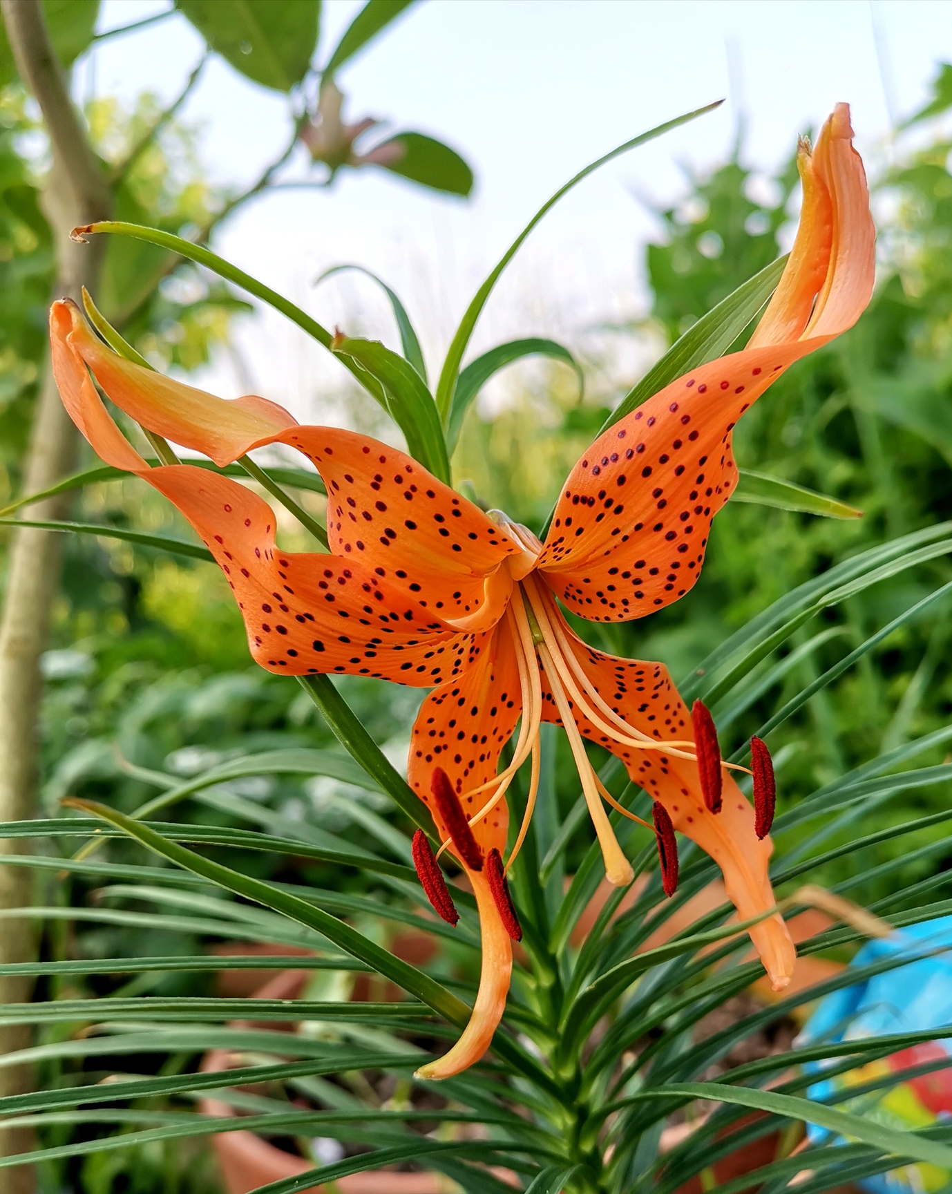 Does anyone here grow Yurine edible lily bulbs? General Gardening