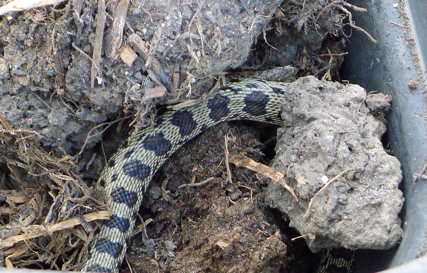 Snake ID Pictures! Growing Fruit