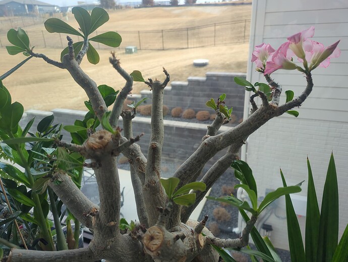 17390331369581828619217520435906