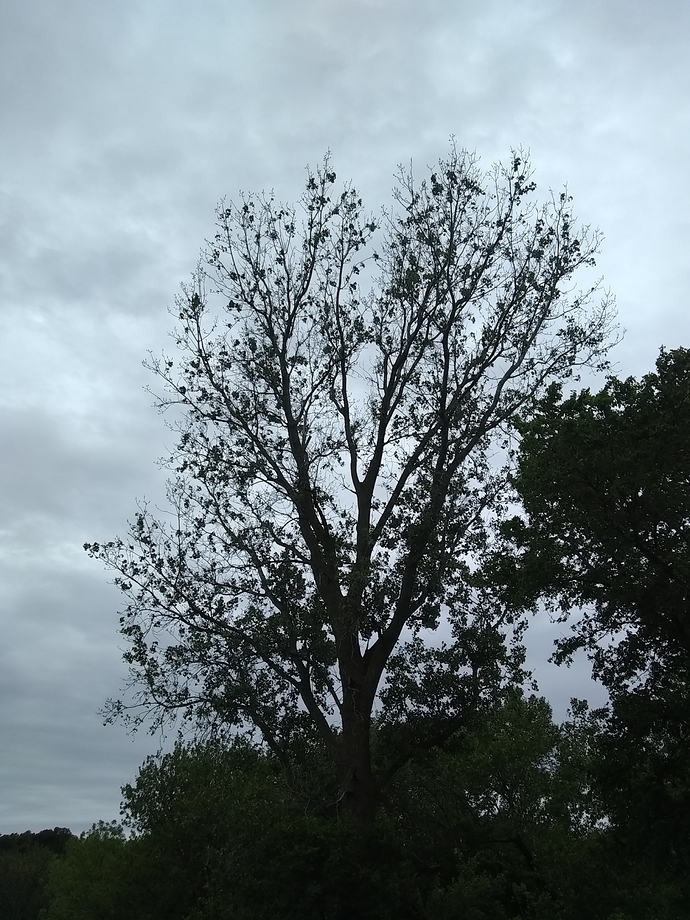 IMG_20200531_120947973