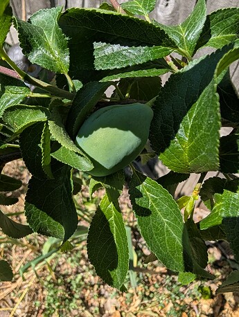 PXL_20250608_205232601
