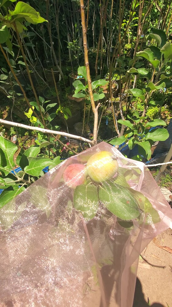 Williams Pride in Larger Fruit Protectors