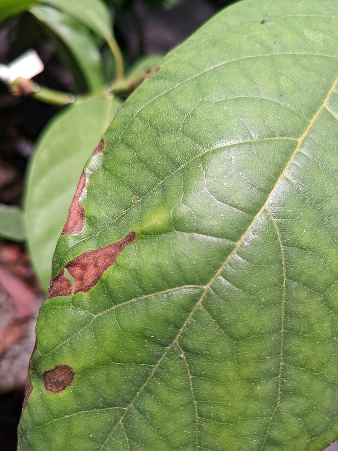 PXL_20220704_051526265