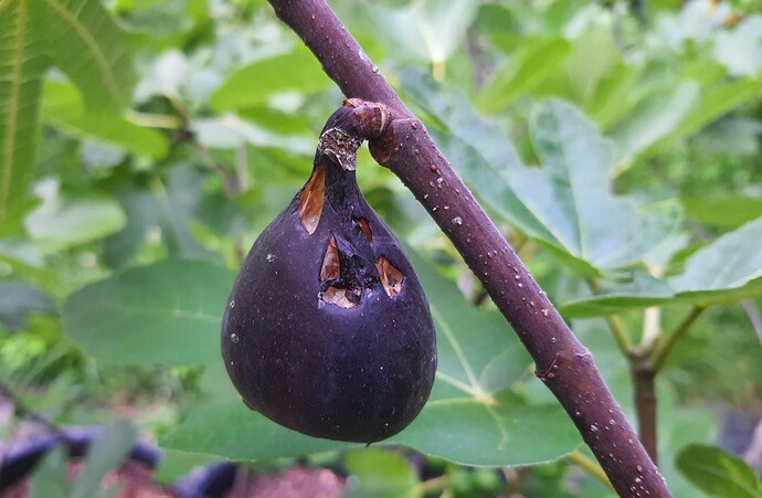 BB-10 Breba 07-10-21 2