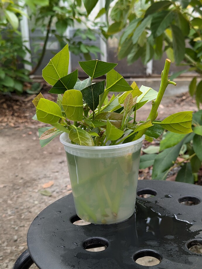 PXL_20240729_220824149