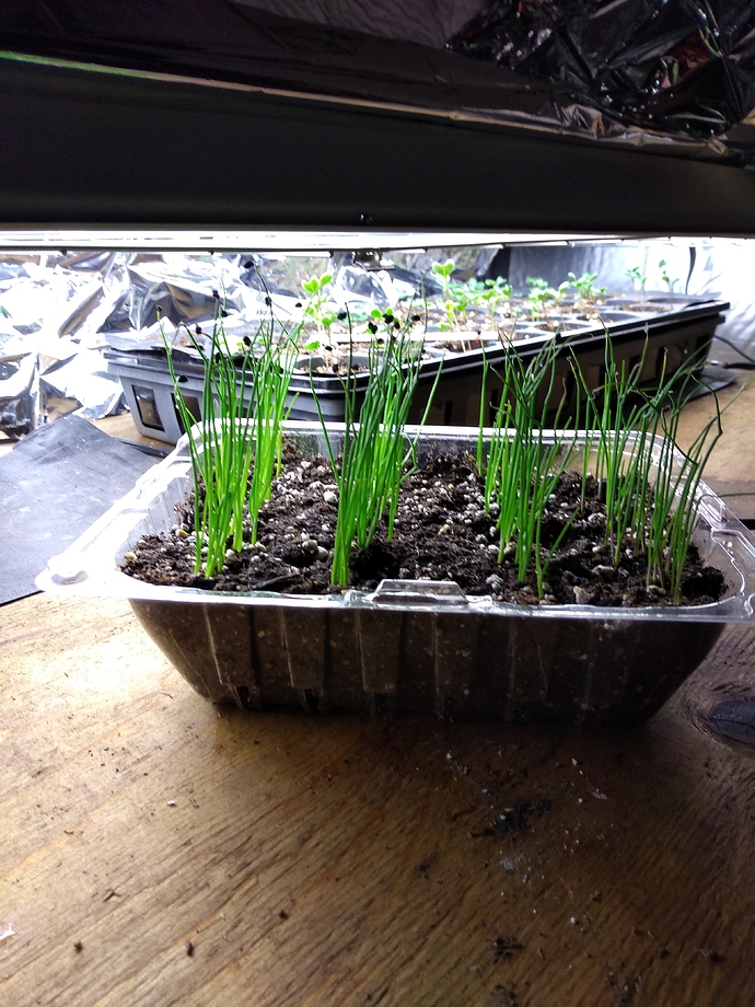 IMG_20190220_204509465