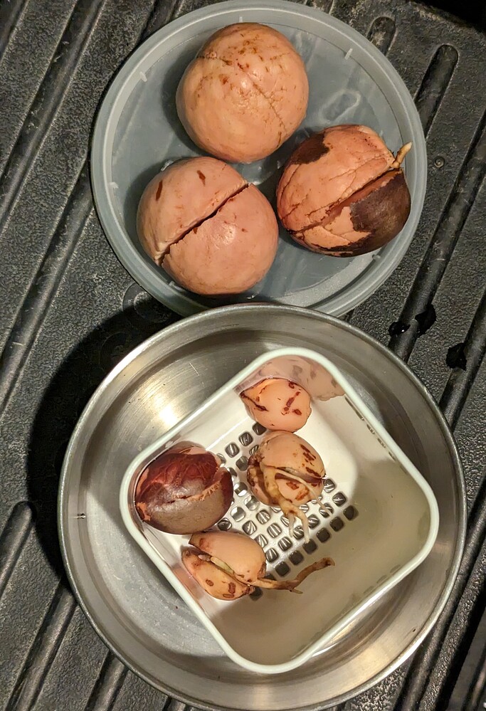 PXL_20230731_042919159