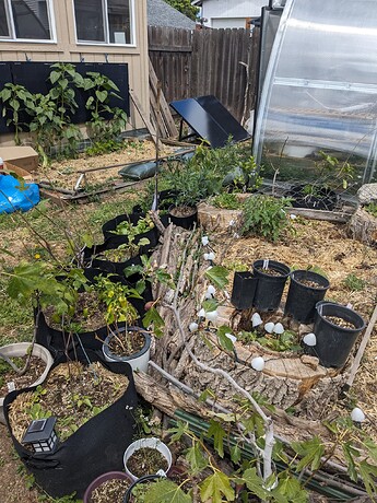 PXL_20240616_210635113