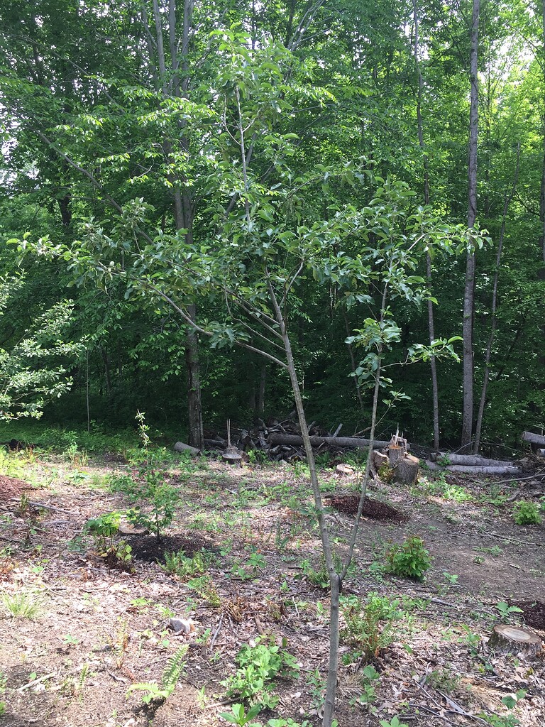 Pruning Granny Smith Apple General Fruit Growing Growing Fruit