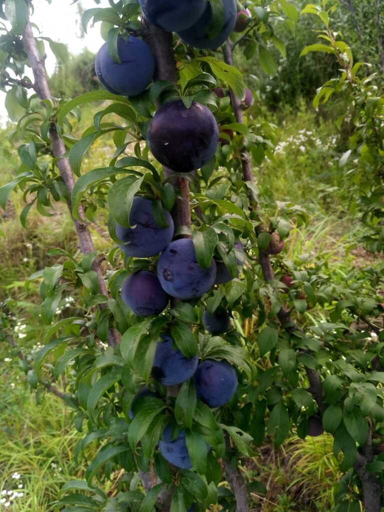 Black Splendor plum General Fruit Growing Growing Fruit