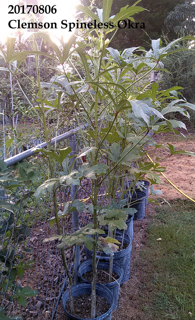 Okra in a pot? General Gardening Growing Fruit