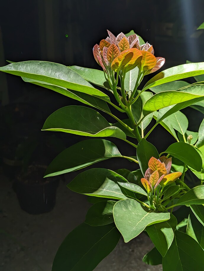 PXL_20230726_060043954