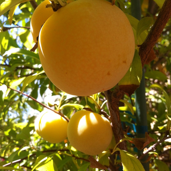 Emerald%20Beaut%20Fruit