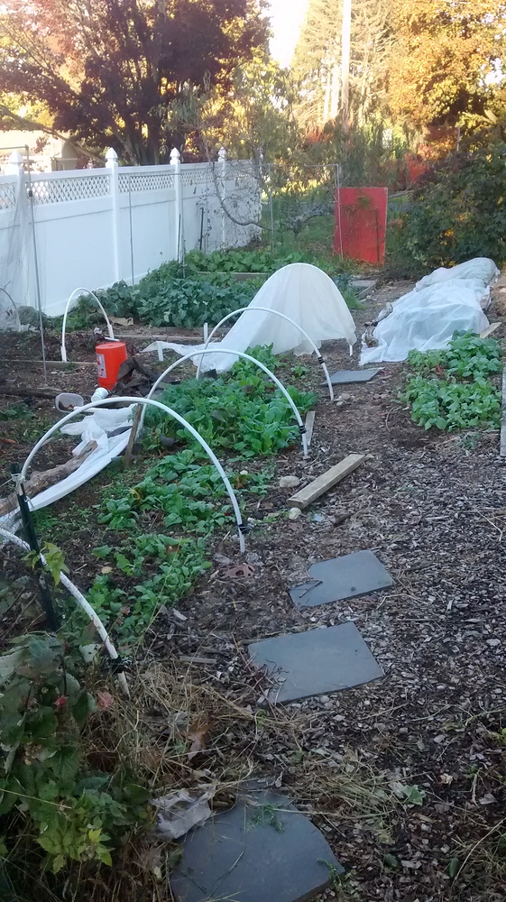 IMG_20181104_154957289