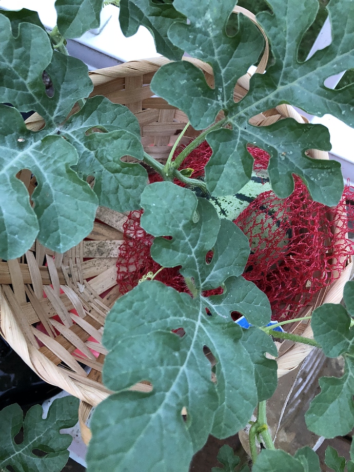 C6871DF4-0CBC-433D-B3CF-091E3F752812