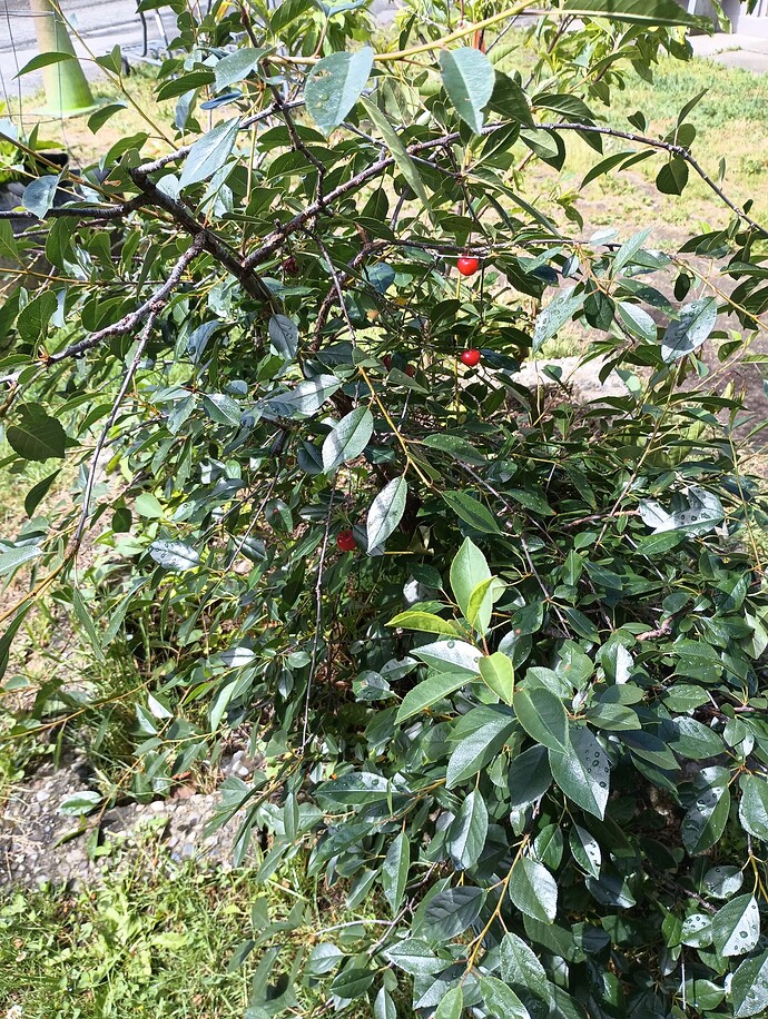 IMG_20240616_110244929
