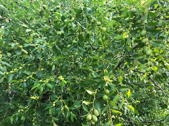 Sugar_Cane_w_08-02-2022