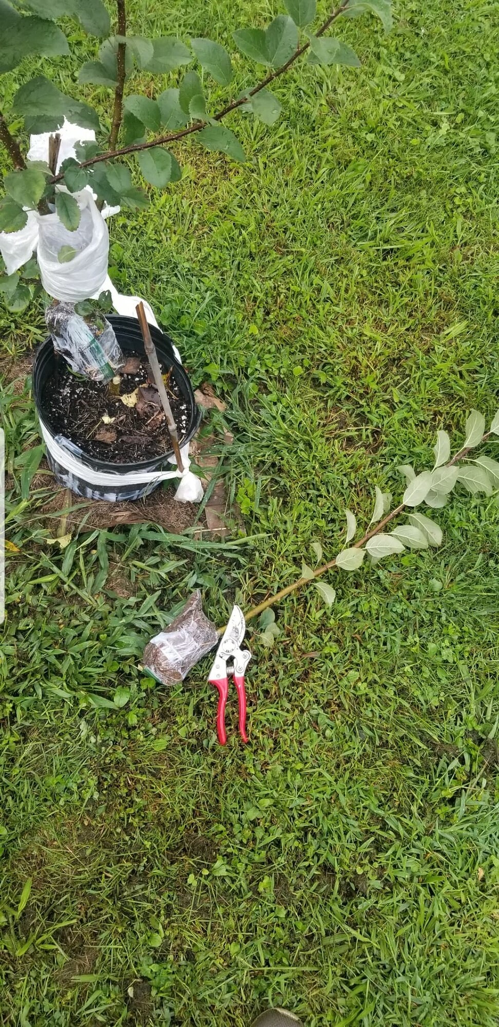 Propagating apple rootstock General Fruit Growing Growing Fruit